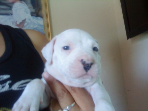 atila,pitbull macho 30 dias